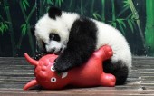 Укус панды стоит почти 100 000 долларов