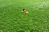 Самый большой пляж города Циндао в Китае атакован водорослями 