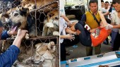 Китайские защитники животных блокируют дороги