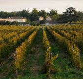 Китайский олигарх Джек Ма купил французский виноградник