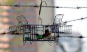 Активисты призывают запретить продажу ловушек для птиц