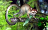 В Китае найден самый древний предок приматов