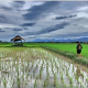 В Китае выводят засухоустойчивый рис