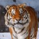 ​Китай и Россия создали лабораторию по сохранению амурского тигра