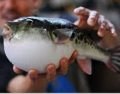 Посетитель ресторана в Китае умер, съев суп из рыбы фугу