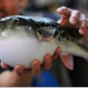 Посетитель ресторана в Китае умер, съев суп из рыбы фугу