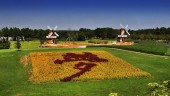В Пекине проходит выставка хризантем