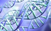 Китай создает новые правила генетических исследований человека