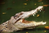 Крупнейший в Китае крокодил выберет себе подругу