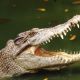 Крупнейший в Китае крокодил выберет себе подругу