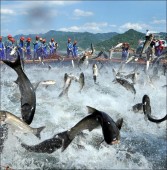 Китай полностью запретит рыбный промысел на Янцзы