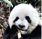 В Китае замечена панда, жующая кости антилопы