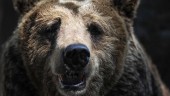 В пекинском сафари-парке медведь напал на туриста