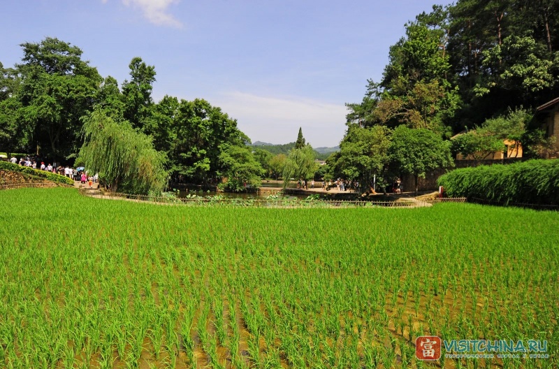 Рисовое поле усадьбы