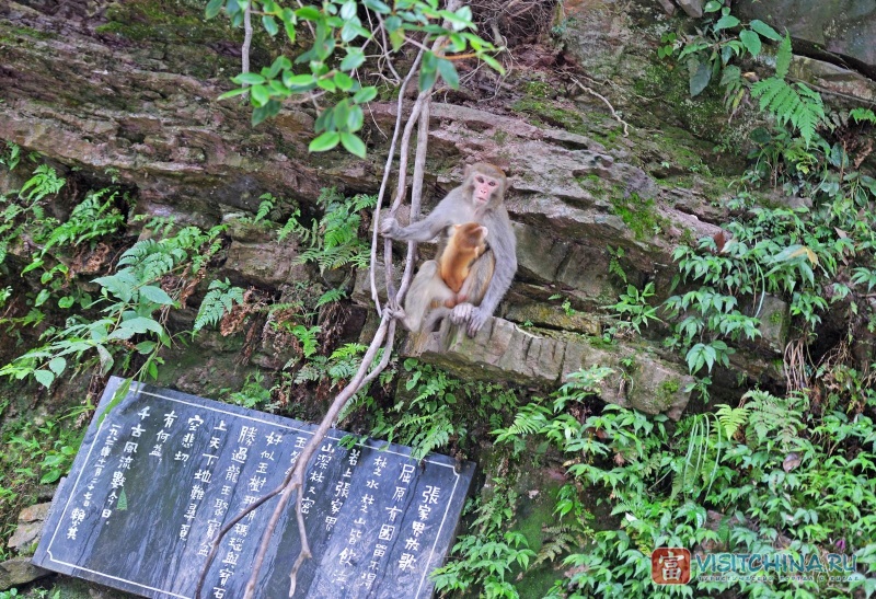 Обезьяны национального парка Чжанцзяцзе