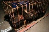 Защитники животных из КНР нашли способ бороться с мучителями зверей