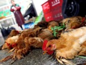 На  птицеводческих фермах Китая вируса птичьего гриппа не обнаружено