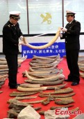 В Китае конфискована тонна бивней мамонта из России