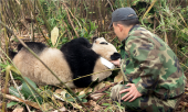 Панды из заповедника хорошо адаптируются к жизни в дикой природе