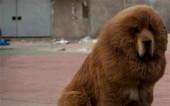 В Китае закрылся зоопарк с фальшивыми животными