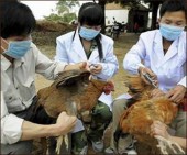 Птичий грипп снова собирает свои жертвы в Китае