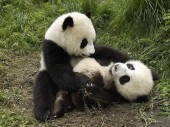 Китайские панды едут погостить в Канаду