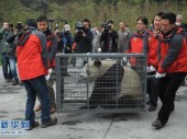 Китайские панды отправляются в длительную аренду в Бельгию