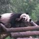 В Китае построят больницу для панд за 32,2 миллиона долларов