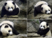 Китайская панда Бэй Бэй собирает толпы поклонников в Вашингтоне