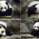 Китайская панда Бэй Бэй собирает толпы поклонников в Вашингтоне