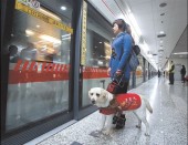 В Китае увеличена свобода перемещения для собак-поводырей