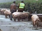 Свиньи заблокировали движение по китайскому шоссе