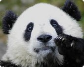Китайские ученые посадили панд на диету и заставляют работать за еду