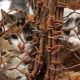 В Китае арестовали серийного похитителя кошек