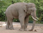 Слон порезвился на китайском шоссе