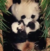 Маленькая китайская панда умерла в японском зоопарке