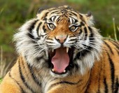 В Китае замечен первый амурский тигр из России