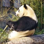 Растет поголовье панд