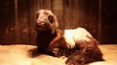 Учёные из КНР успешно клонировали тибетских овец