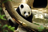 Китайская панда родила детеныша в США