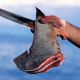 Акульи плавники исчезнут с официальных приемов в КНР