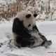 В Гуанчжоу появился ледяной парк для панд