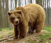 До тысячи медведей в РФ становятся жертвами контрабандистов из Китая