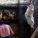 На Тайване запретили убивать кошек и собак ради мяса