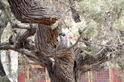 Старые деревья в Императорском Саду
