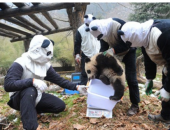 Рожденную в неволе гигантскую панду приучают к свободе