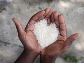 Китайские биологи получили белок человеческой крови из риса