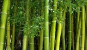 Китай заменит пластик на бамбук