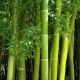 Китай заменит пластик на бамбук