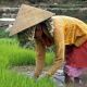 В Китае обнаружено рисовое поле более чем 8000-летней давности